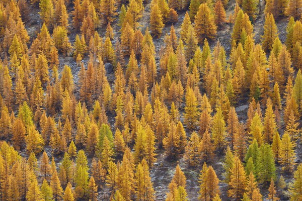 Coniferous forest in autumn