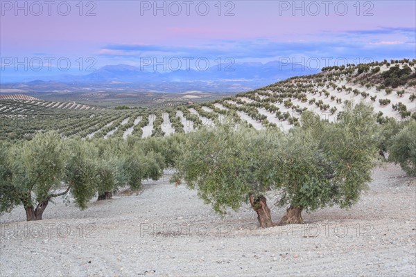 Olive groves along the A311