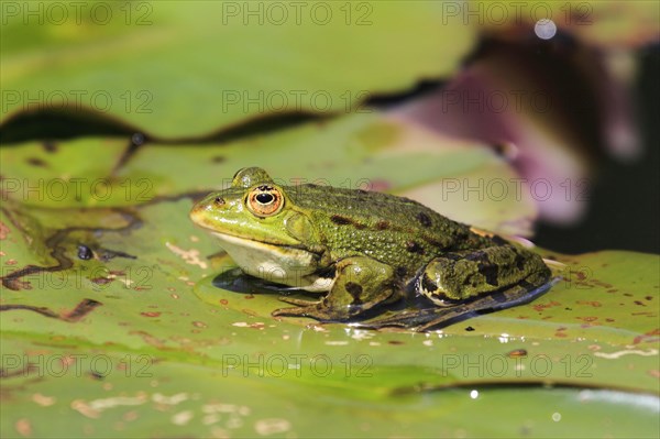 Green frog