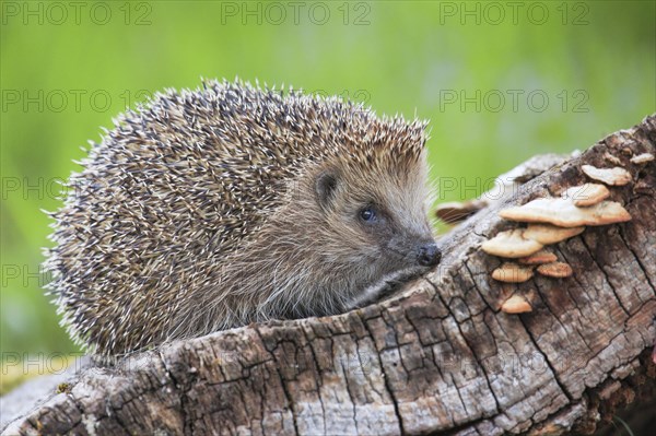 European hedgehog