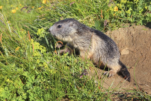 Alpine Marmot