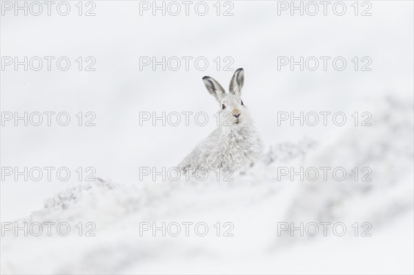 Mountain hare