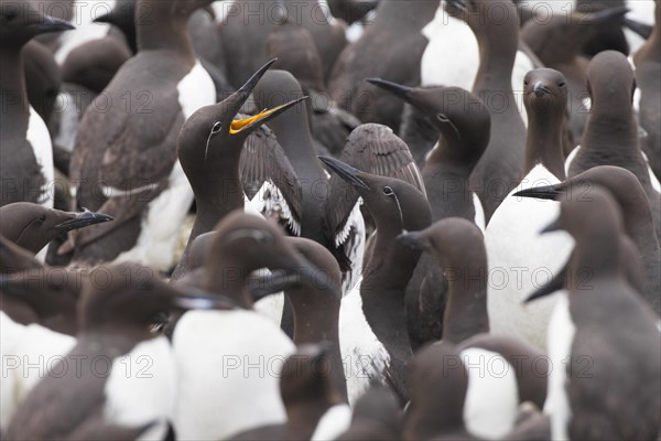 Common Common guillemot