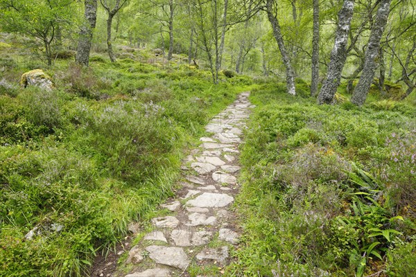 Footpath in birch forest