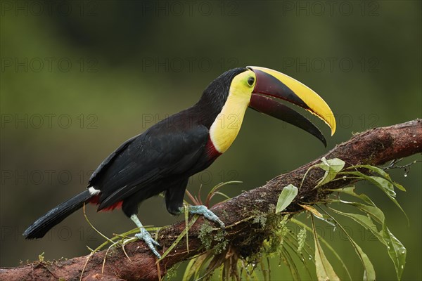 Black-mandibled toucan