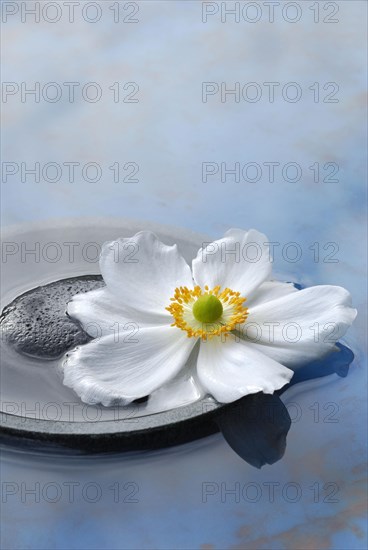 Autumn anemone in a bowl with water