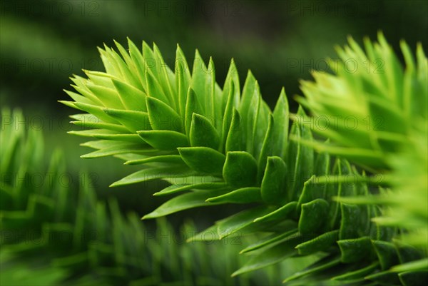 Monkey puzzle tree