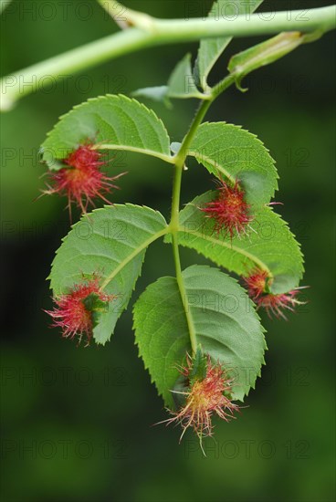 Mossyrose gall wasp