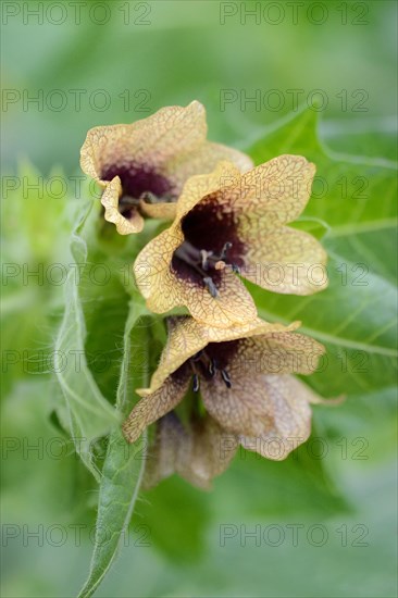 Henbane