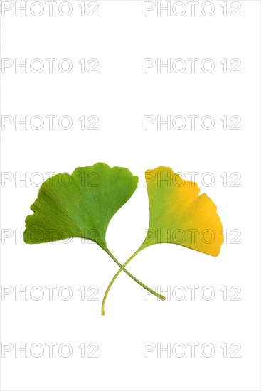 Ginkgo