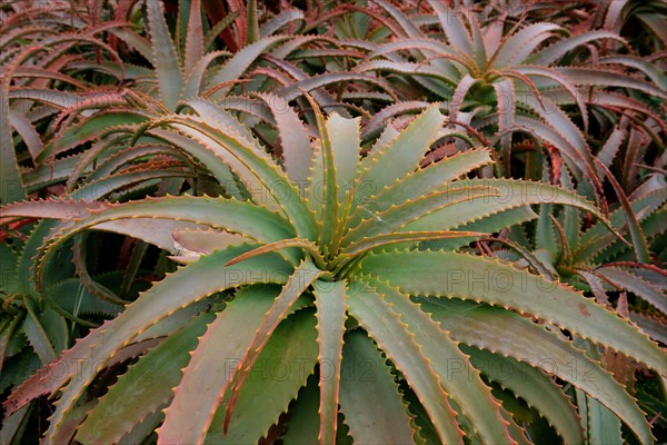 Krantz aloe