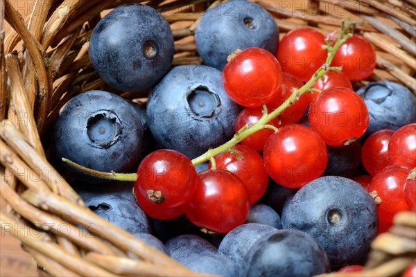 Currants and blueberries in basket