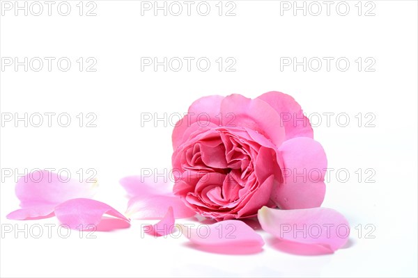 Rose flower and petals