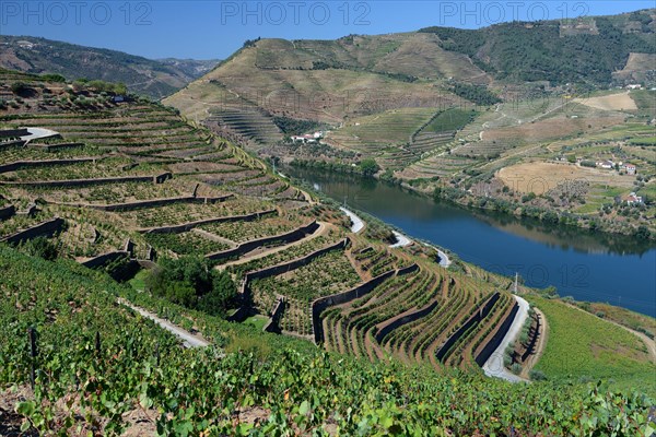 Vineyards on the Douro