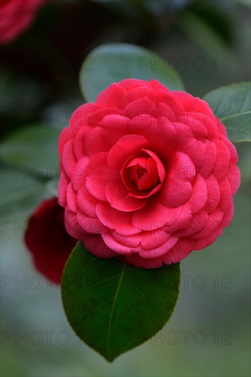 Japanese camellia