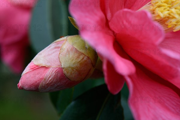 Japanese camellia