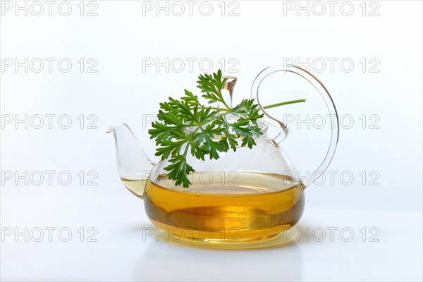 Wormwood tea in teapot and wormwood herb