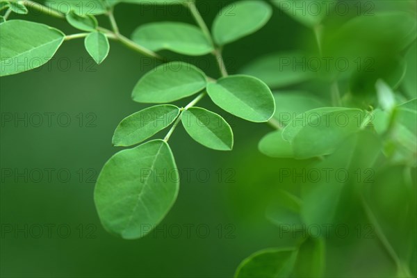 Moringa