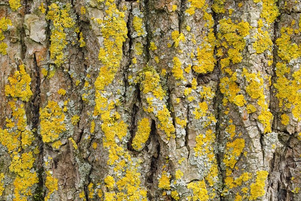 Detail of oak bark