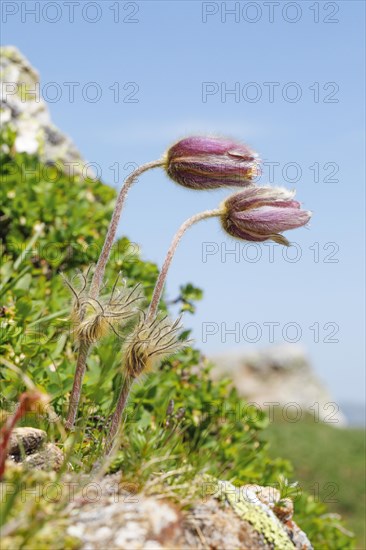 Alpine kitchen chaplet in mountain summer