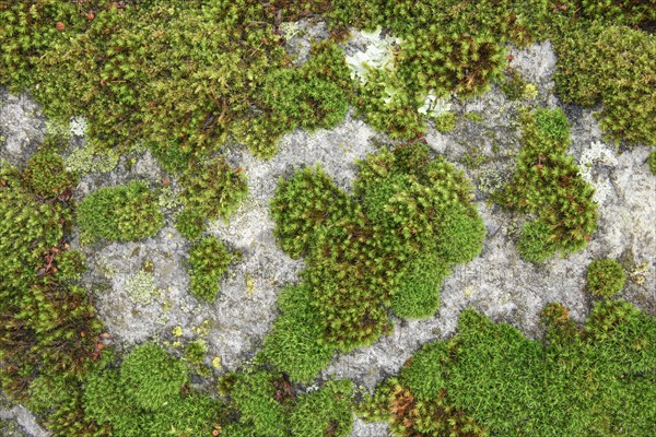 Moss on rocks