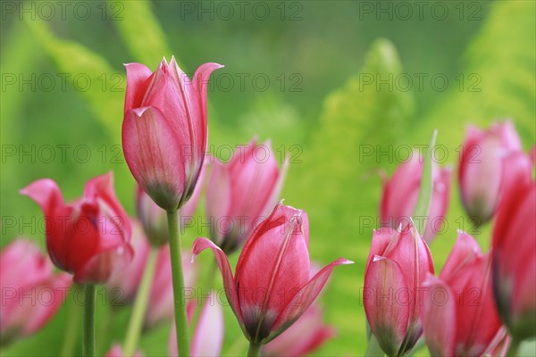 Wild tulips