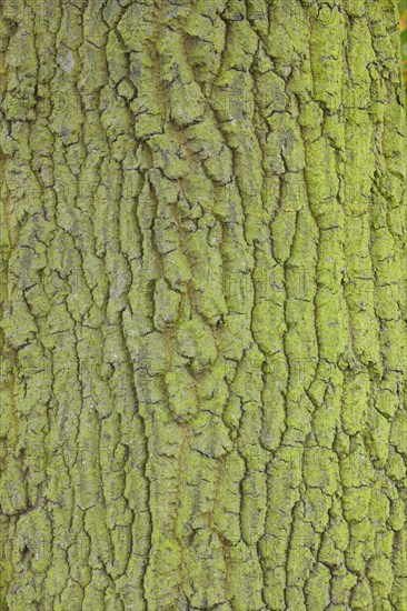 Detail of oak bark