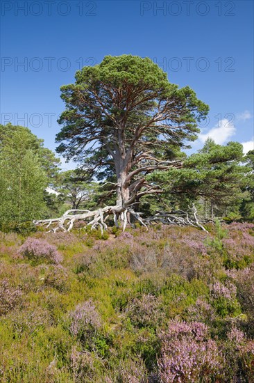 Scots pine