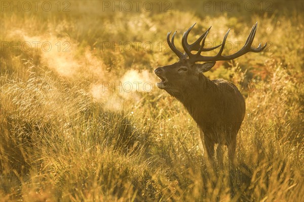 Red deer in Richmond Park