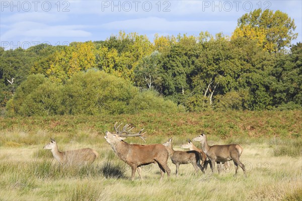 Red Deer or Hart