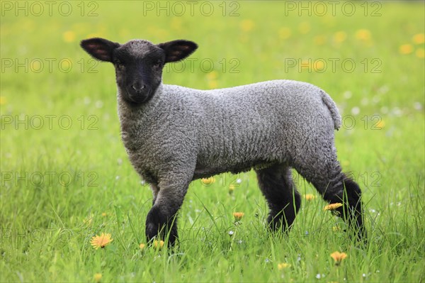 Brown-headed meat sheep