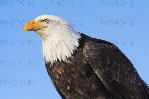 Bald eagle