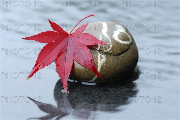 Downy Japanese Mapleleaf on stone