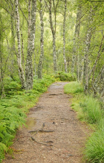 Footpath in birch forest