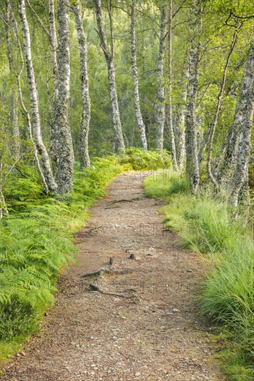 Footpath in birch forest