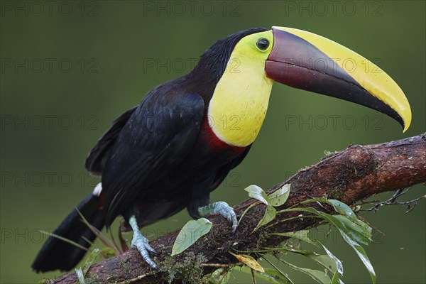 Black-mandibled toucan