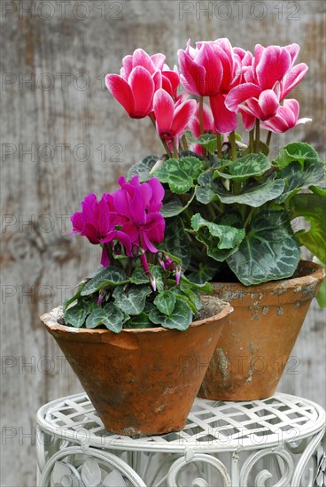 Cyclamen