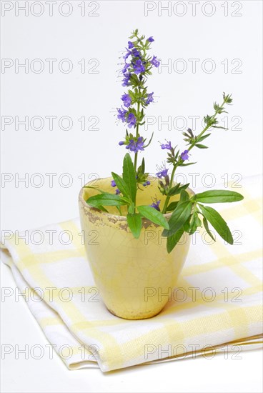 Hyssop