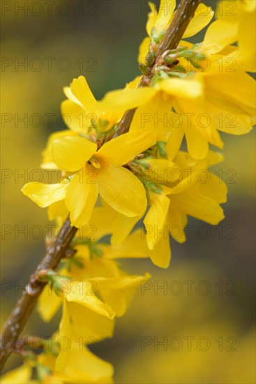 Forsythia