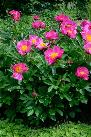 Chinese peony