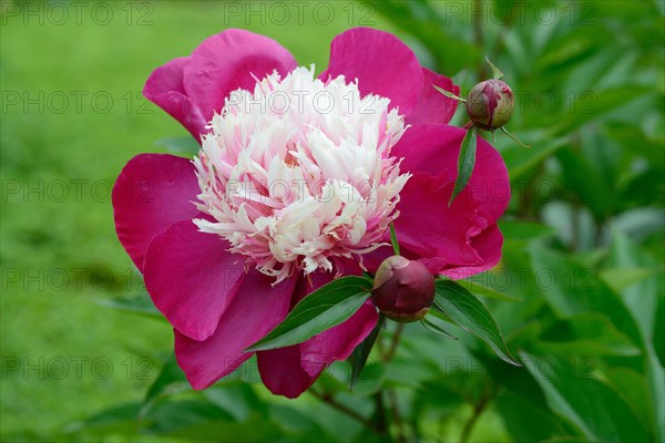 Chinese peony