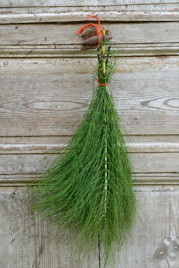 Field horsetail