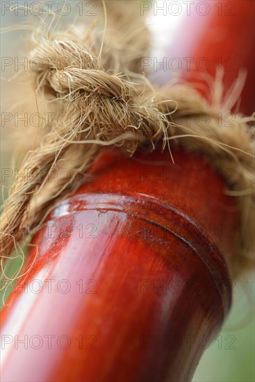 Knots on bamboo cane