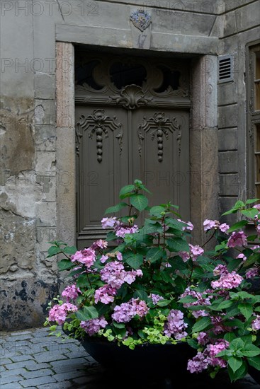 Hydrangea in shell in front of old house