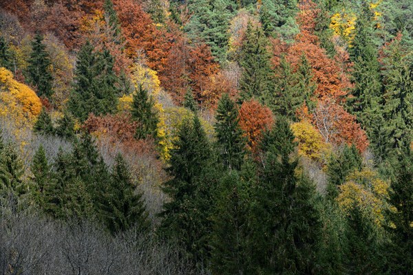 Mixed Forest