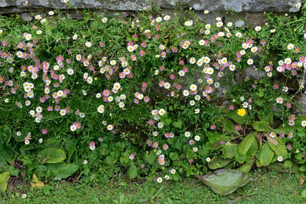 Mexican fleabane