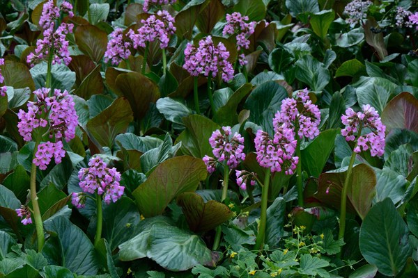 Bergenia hybrids