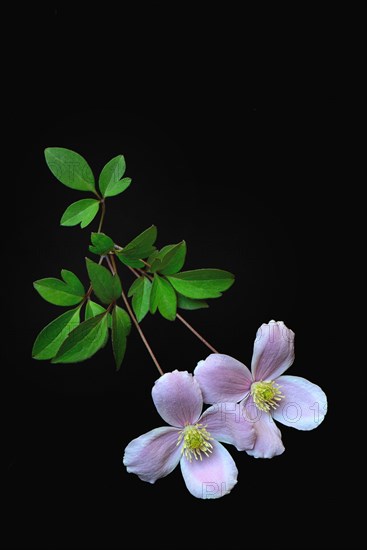 Mountain clematis Rubens