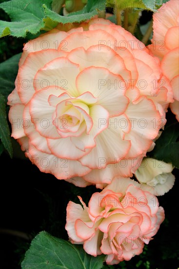 Begonia