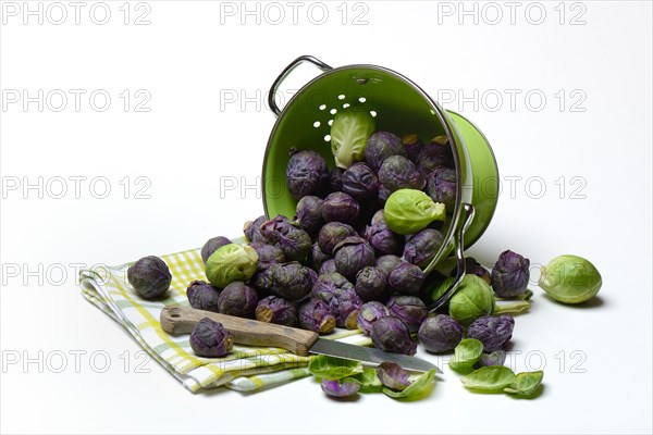 Purple and green Brussels sprouts in sieve